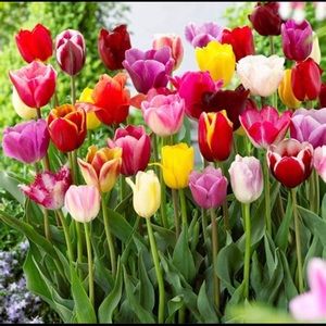 Meet your Posher, Chua